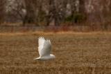 HARFANG DES NEIGES (MLE) /  SNOWY OWL