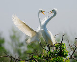 The Dance- A Great Egret Courtship gallery