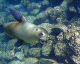 sea lion 07_1184.JPG