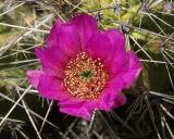 Cactus blossom.jpg