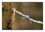 The Barbed Wire