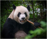 Bamboo Snack