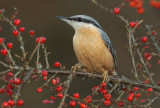 Nuthatch