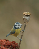 Blue tit