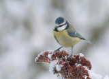 blue tit