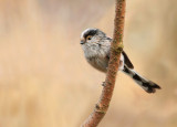 Long tailed tit