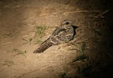 nightjar.jpg