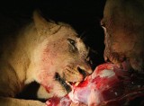 Lion kill