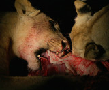 Lion kill
