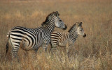 Zebra family