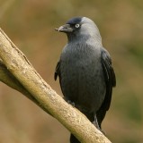 Jackdaw