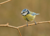 blue tit