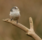 longtailed tit