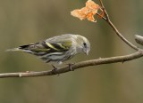 Siskin