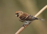 redpoll