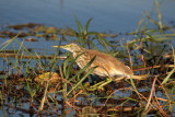 Squacco Heron