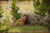 18-Female Elk