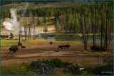 27-  Bison at home at Yellowstone National Park