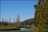 49- The bare trees are the remains of a serious forest fire several years ago.