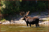 59- Moose at Grand Teton National Park