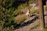69- Coyote at Yellowstone National Park