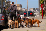  San Francisco Dog Walker 