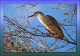 Black Crowned Night Heron