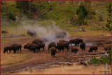 80- Yellowstone Park Bison