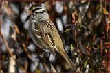 White Crowned Sparrow