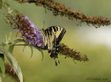 Tiger Swallowtail On Butterfly Bush