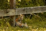 Relaxing In The Shade