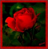 Rose Red Mood