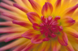 DAHLIA NO3(DECORATIVE)