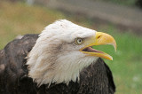 AMERICAN EAGLE 4