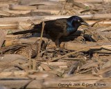 Grackle, Common