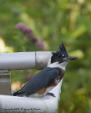 Kingfisher, Belted