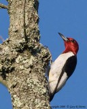 Woodpecker, Red-headed