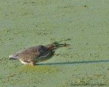 Heron, Green