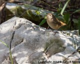 Wren, House IMG_9143.jpg