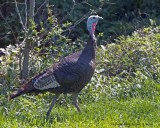 Turkey IMG_9491.jpg