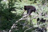 Black Bear cub IMG_1744.jpg