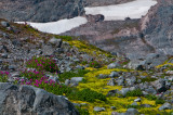 Mt Rainier-Paradise Glacier Area_0812.jpg