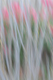 ocotillo & bougainvillea