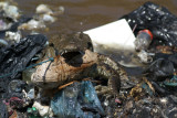 Croc-a-dump