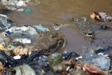 I was waltzin with my darlin at the Caye Caulker dump