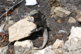 DSC03708.JPG