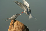 Common Tern  /  Sterne Pierregarin.jpg
