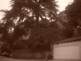 Leafy mansion