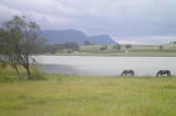 Horses in Hunter Valley