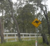 Kangaroo Crossing!